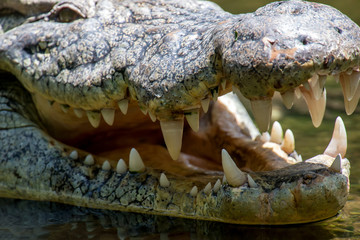 Crocodile in National park of Kenya, Africa