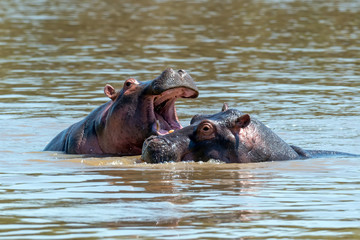 Hippo (Hippopotamus amphibius) in the river