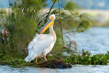 Fototapeta premium Great white pelican