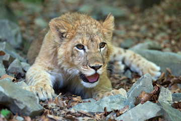 Fototapeta na wymiar Young lion cub in the wild