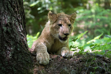 Young lion cub in the wild