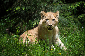 Young lion cub in the wild