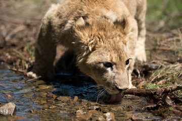 Young lion cub drink water