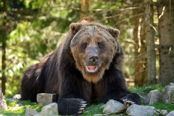 Fototapeta na wymiar European brown bear in a forest landscape