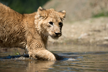 Young lion cub drink water