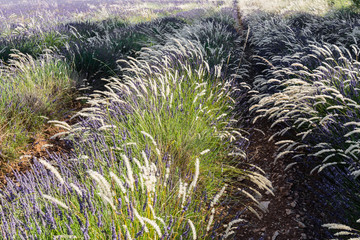 traditional lavender field in Haute-Provence