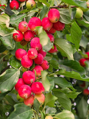 Small ripe red apples on a branch. Many apples.