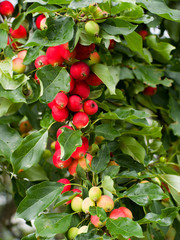 Small ripe red apples on a branch. Many apples.