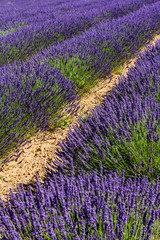 Fototapeta na wymiar traditional lavender field in Haute-Provence