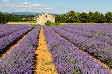 Naklejka na ściany i meble traditional lavender field in Haute-Provence