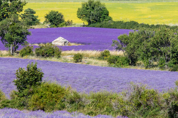 Naklejka premium traditional lavender field in Haute-Provence