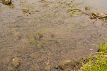 A dirty river flows in the forest
