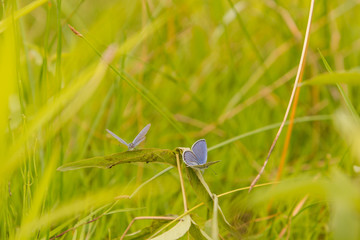 A small butterfly sits on a flower