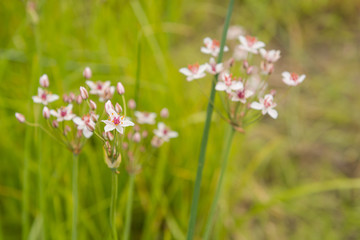 Obraz na płótnie Canvas Meadow flowers in the field