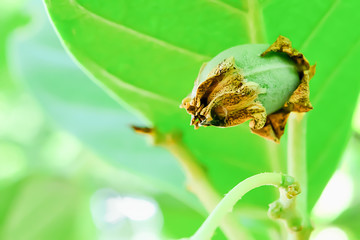 The seeds of Crown are growing within the pod.