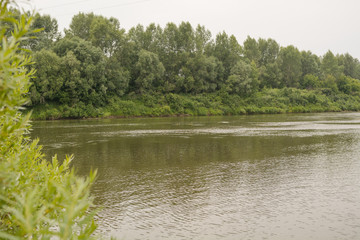 A small river in Russia in the forest