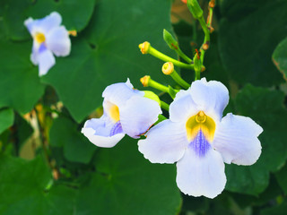 Close up big pale violet blue petal, bright yellow center pollen hanging skyflower (Thunbergia grandiflora Roxb.) bunch bouquet, both bloom and buds, with large dark green leaf plant bush background