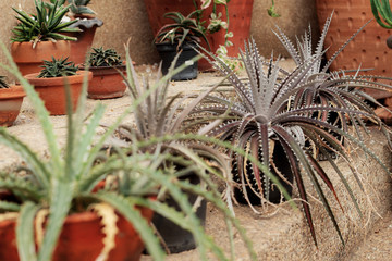 Cactus on potted.