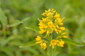 Meadow flowers in the field