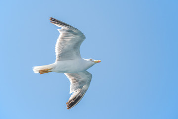 Fototapeta na wymiar flying seagull in sardinia