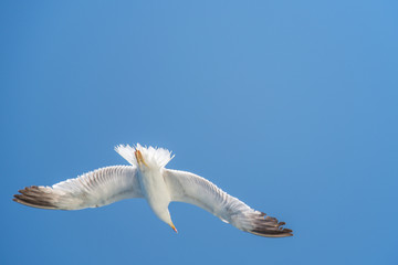 flying seagull in sardinia