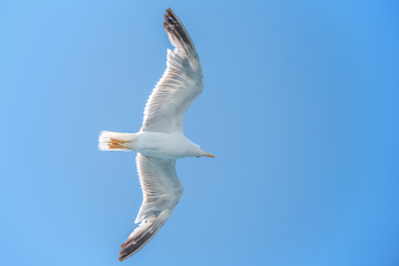 flying seagull in sardinia
