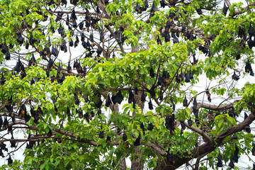 Fototapeta premium Lyle's flying fox is hanging on the tree.