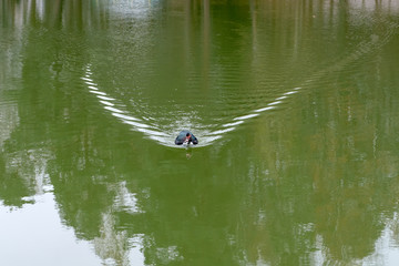 Muscovy duck (Cairina moschata) floats on the water of the lake in late autumn