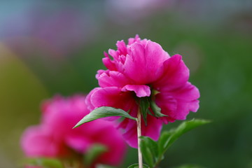 Obraz premium Blooming peony, very beautiful