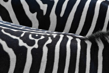 Pattern and skin of zebra for background.