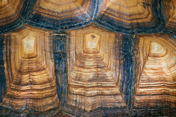 The pattern of the turtle shell.