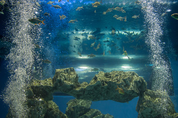 Obraz premium An underwater scene