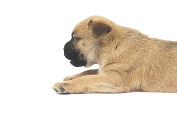 Obraz premium small baby dog or puppy looking at white space for text