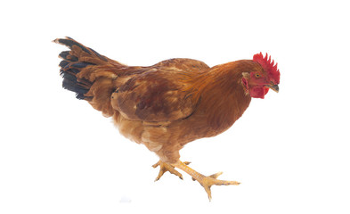 hen or rooster chicken isolated on white background