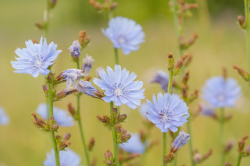 The grass of chicory grows in the field