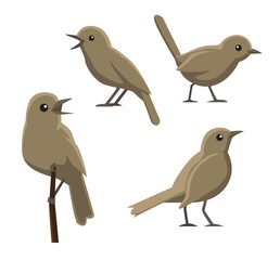 Bird Poses Nightingale Vector Illustration
