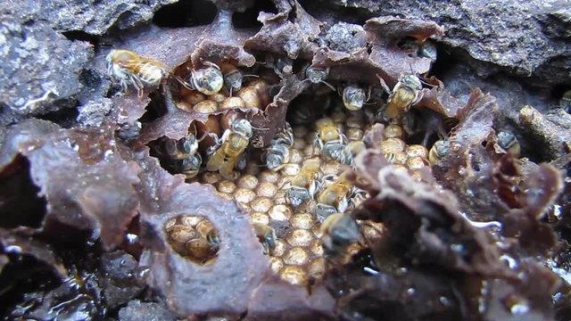 A look at the brood nest inside the hive of the stingless bee Melipona beecheii