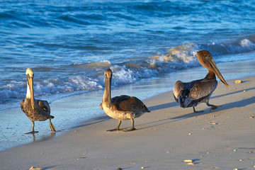 A group of pelicans walking along the beach at sunset