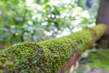 Moss on wood in the forest