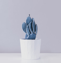 Cactus Fashion Set Design. Minimal Still Life. Trendy minimalism pop art style and colors cactus...