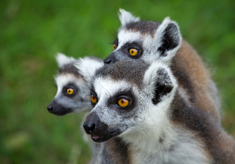 Obraz premium Family of ring-tailed lemur (lemur catta).