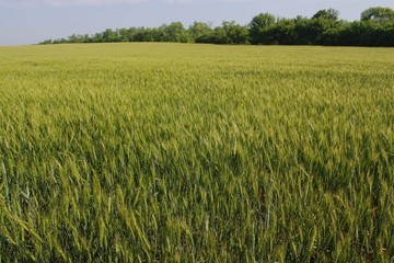 green wheat field with trees in the distance