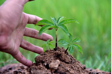 baby plants in soil on green nature background, earth and ecology concepts environmental.