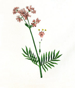 Baldrian..aus: Moritz Willkomm: Naturgeschichte des Pflanzenreichs, 4. Aufl., Esslingen und M&cedil;nchen 1887, Tafel III, Nr. 1..