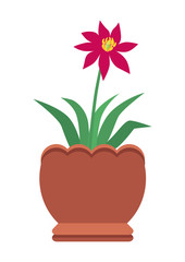 Hibiscus with Bright Red Blossom in Big Clay Pot