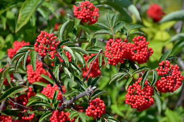 Branch of red elderberry with bunches of ripe berries