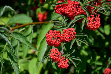 Branch of red elderberry with bunches of ripe berries