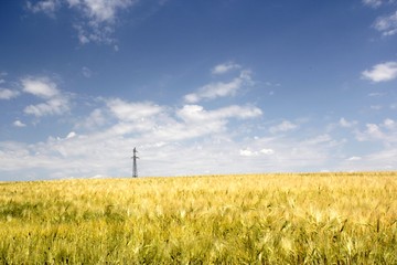 Fototapeta na wymiar yellow wheat field under blue sky with clouds with electric mast
