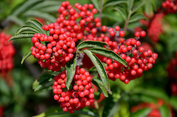 Bunches of ripe berries of red elderberry