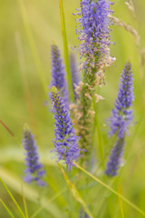 Meadow flowers in the field